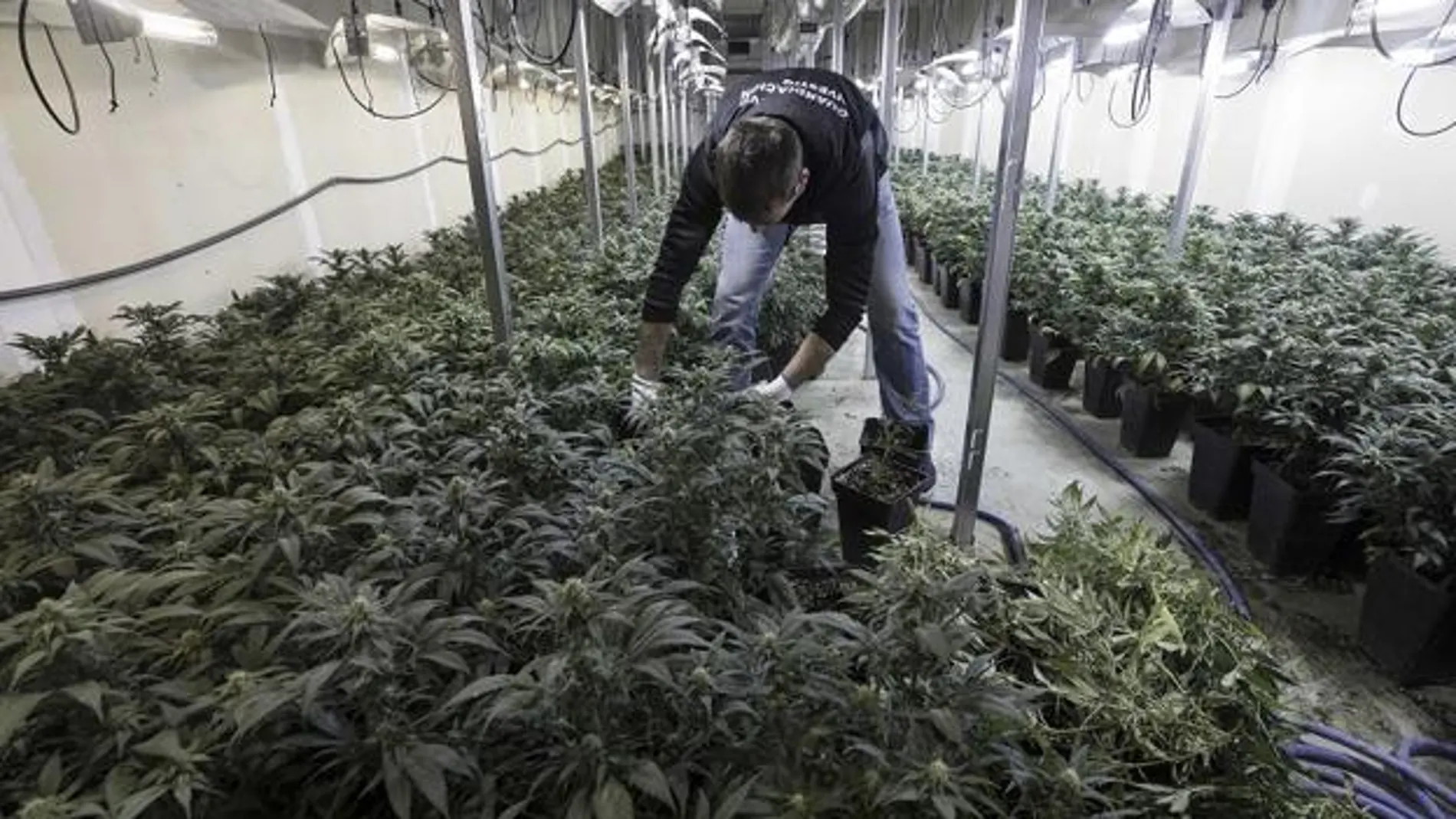 Un agente interviene una plantación de Marihuana en Granada. En cálculos de los investigadores consultados por laSexta.com, se incauta una plantación al día en la provincia.
