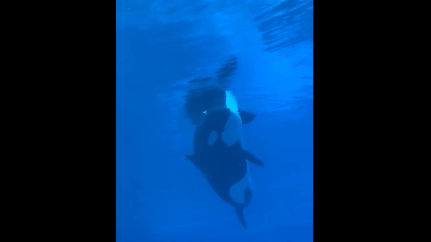 El desgarrador momento en el que una orca cautiva deja de nadar para flotar hacia la superficie El desgarrador momento en el que una orca cautiva deja de nadar para flotar hacia la superficie