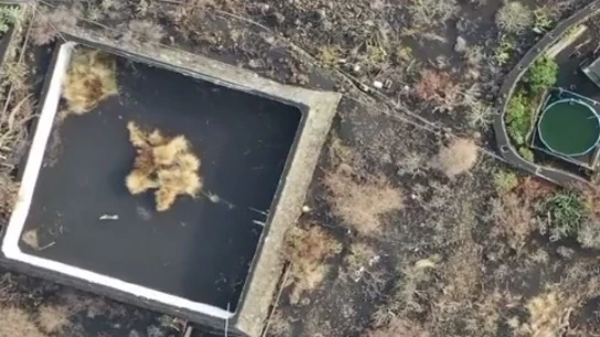 Piden ayuda para rescatar a un gato atrapado por la lava en un estanque Piden ayuda para rescatar a un gato atrapado por la lava en un estanque
