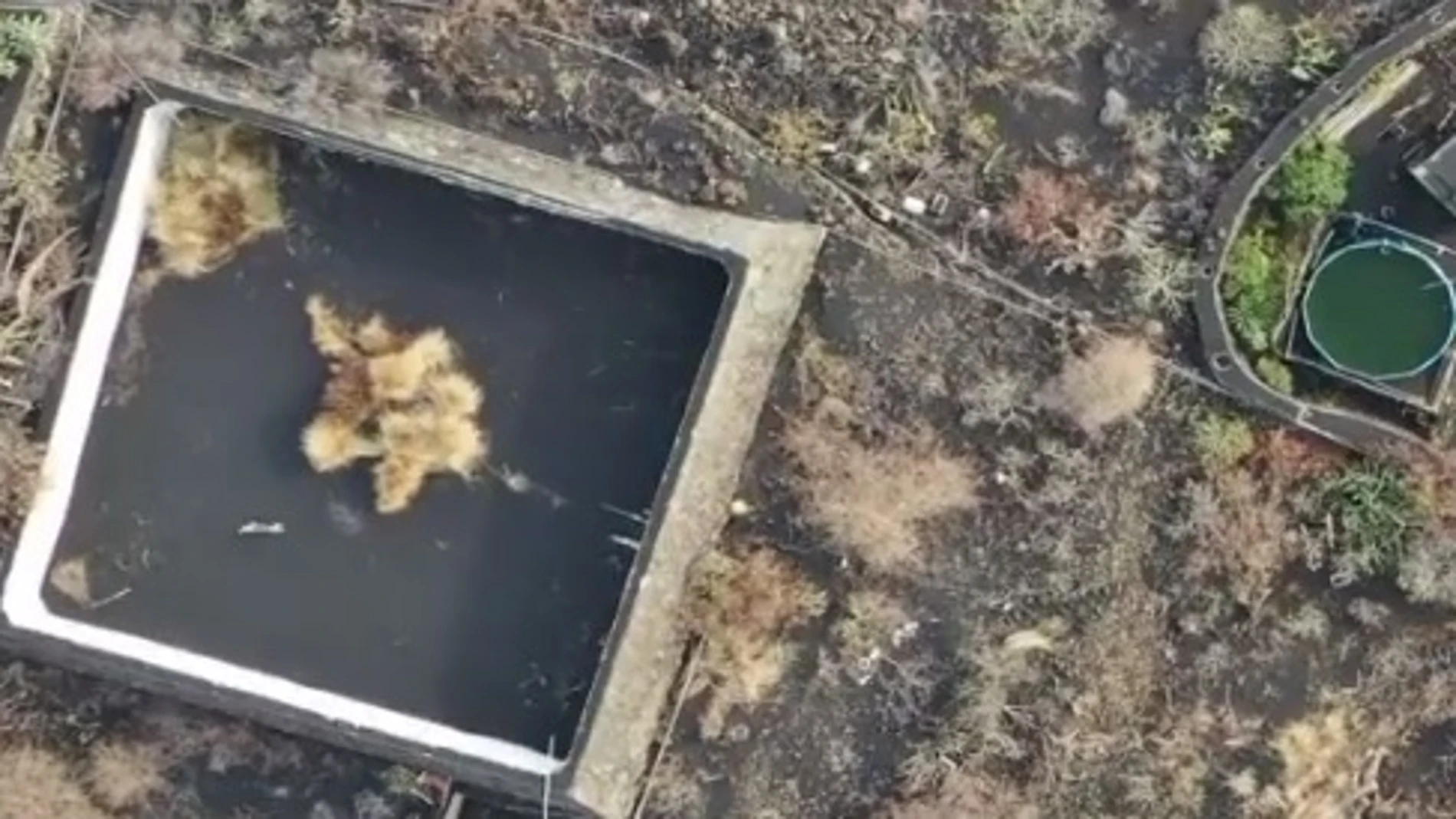 Piden ayuda para rescatar a un gato atrapado por la lava en un estanque