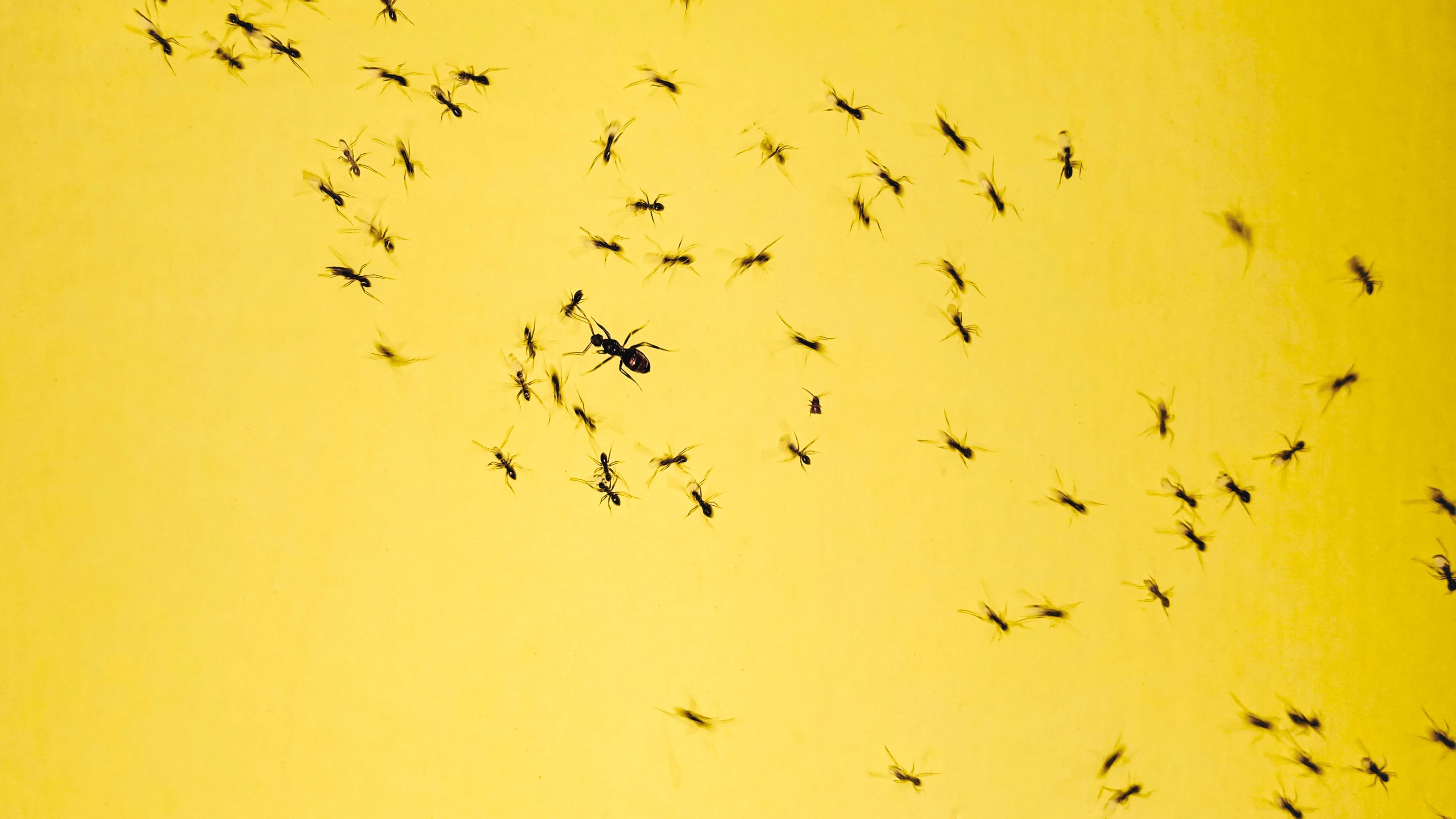 Cómo echar a las hormigas de casa de una vez por todas