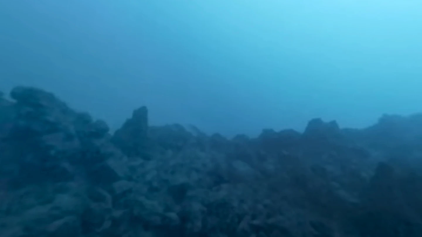 Imágenes submarinas de la fajana de La Palma Imágenes submarinas de la fajana de La Palma