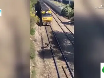 El angustioso momento en que un hombre salva a un perro a punto de ser arrollado por un tren