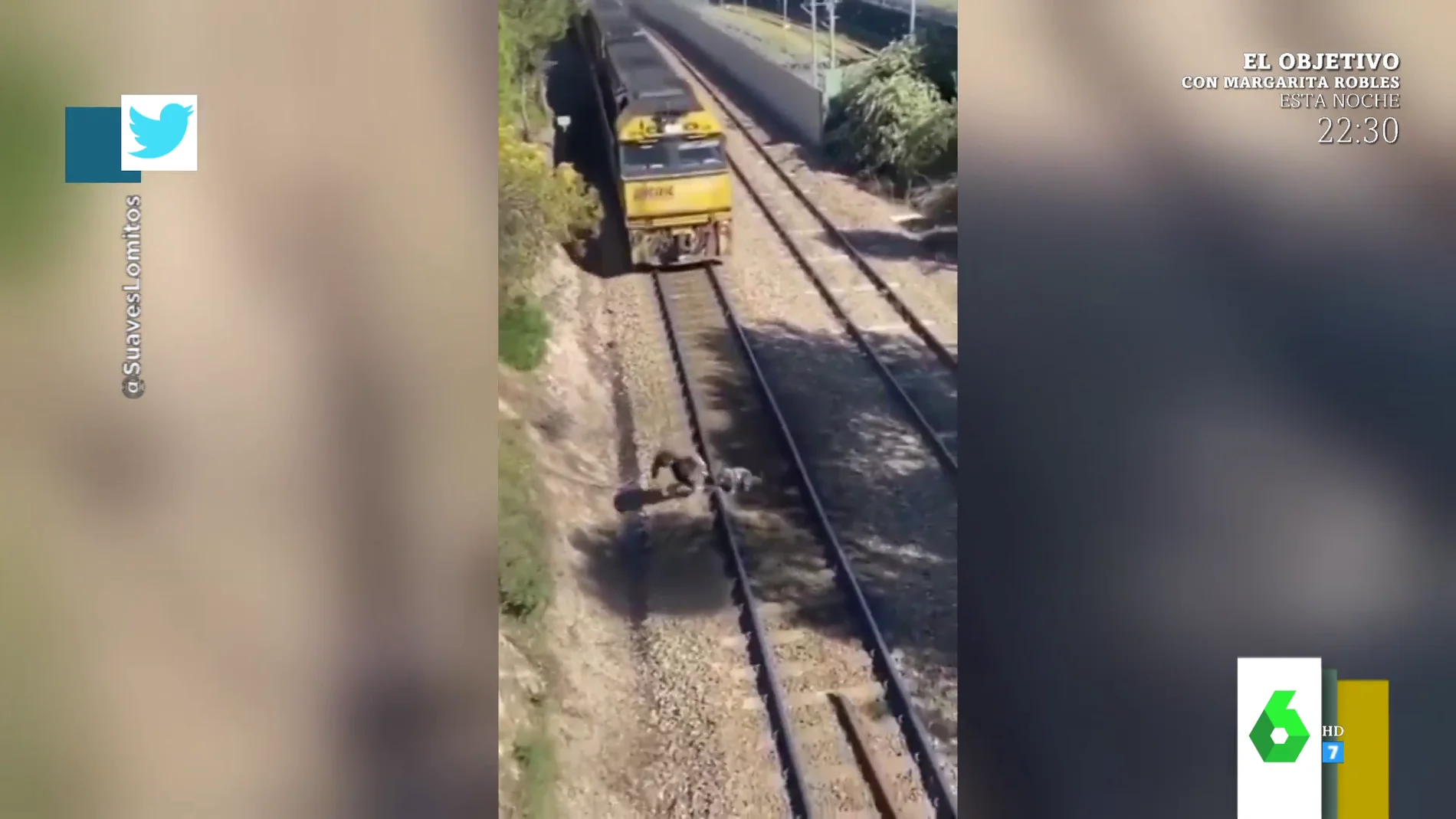 El angustioso momento en que un hombre salva a un perro a punto de ser arrollado por un tren