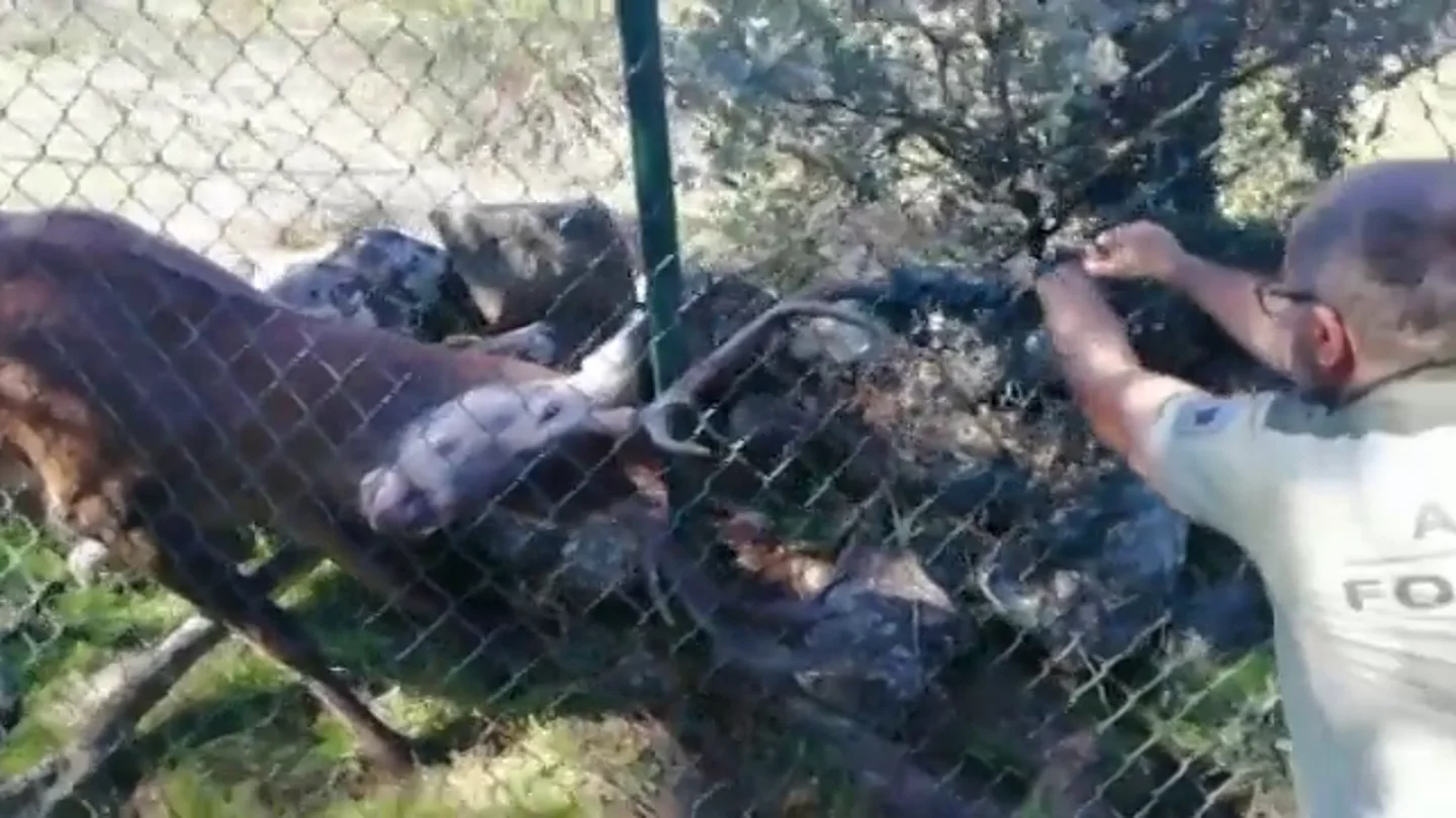 El momento en el que liberan a un ciervo tras quedar atrapado en una alambrada metálica en Hoyo de Manzanares (Madrid) El momento en el que liberan a un ciervo tras quedar atrapado en una alambrada metálica en Hoyo de Manzanares (Madrid)