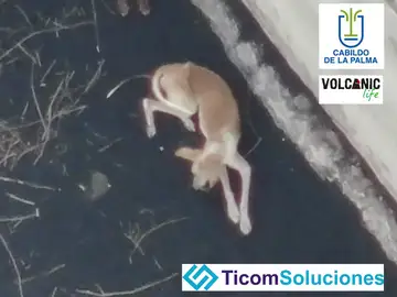 Empresas con drones de carga se ofrecen a rescatar a los cuatro perros atrapados por la lava en Todoque
