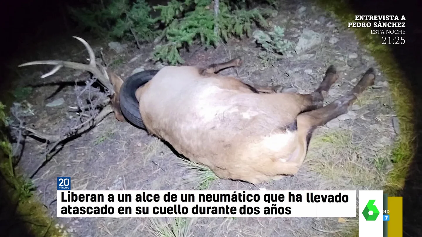 alce alce