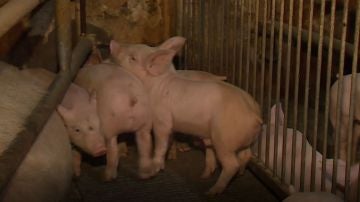 Señalan a las granjas porcinas como responsables del desastre ecológico en el Mar Menor