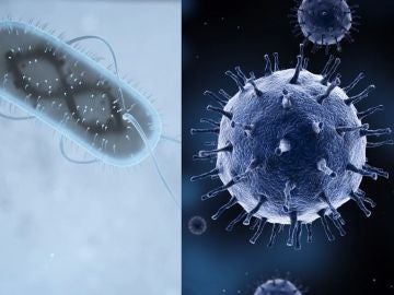 Bacteria y virus