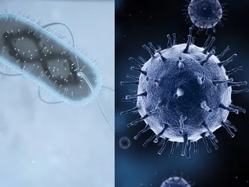 Bacteria y virus Bacteria y virus
