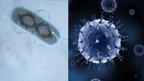 Bacteria y virus Bacteria y virus