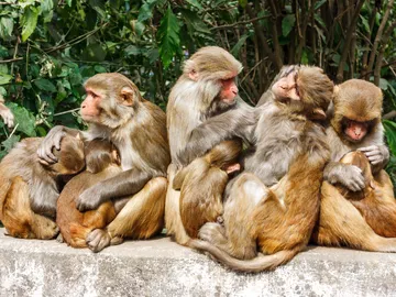 Macacos Macacos