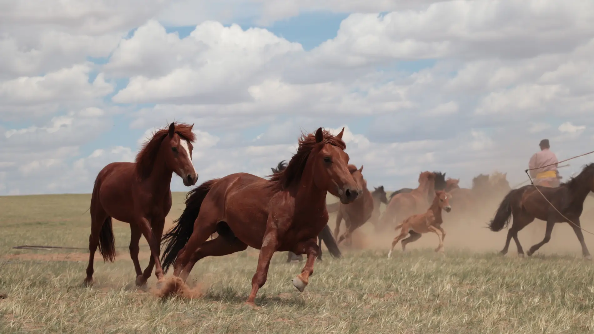 Una manada de caballos