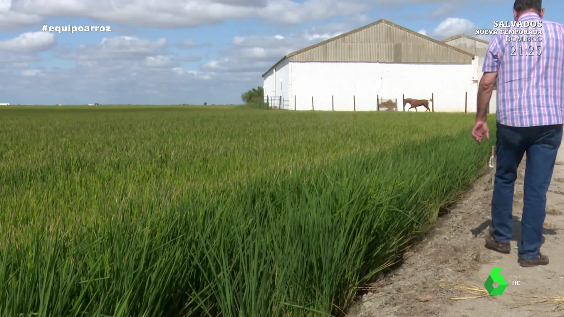 Campo de arroz