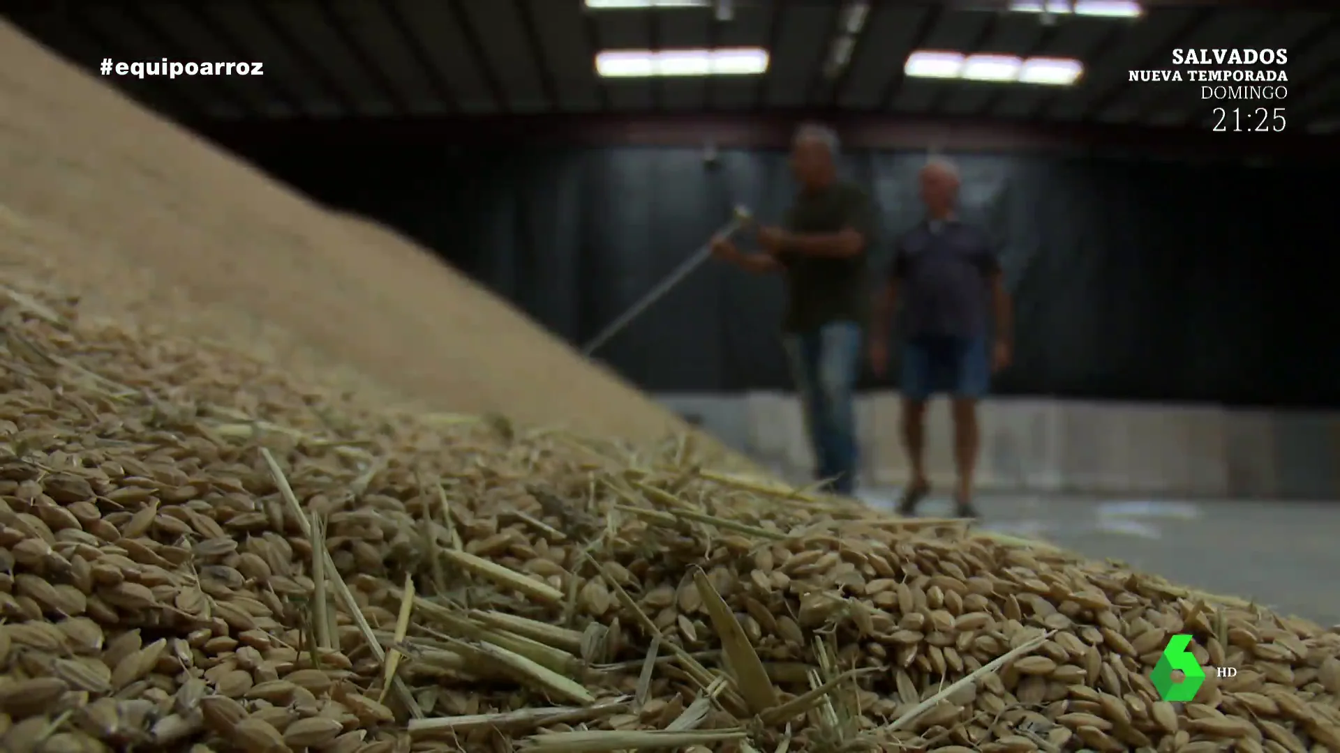 Arroz cultivado en España