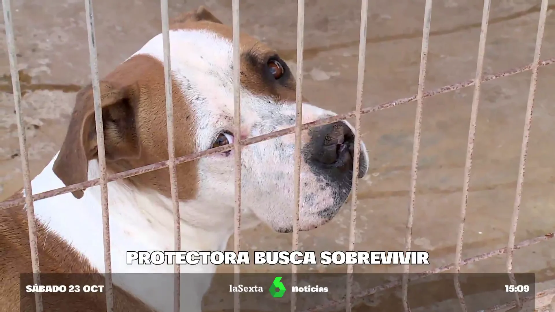 Imagen de un perro en una protectora