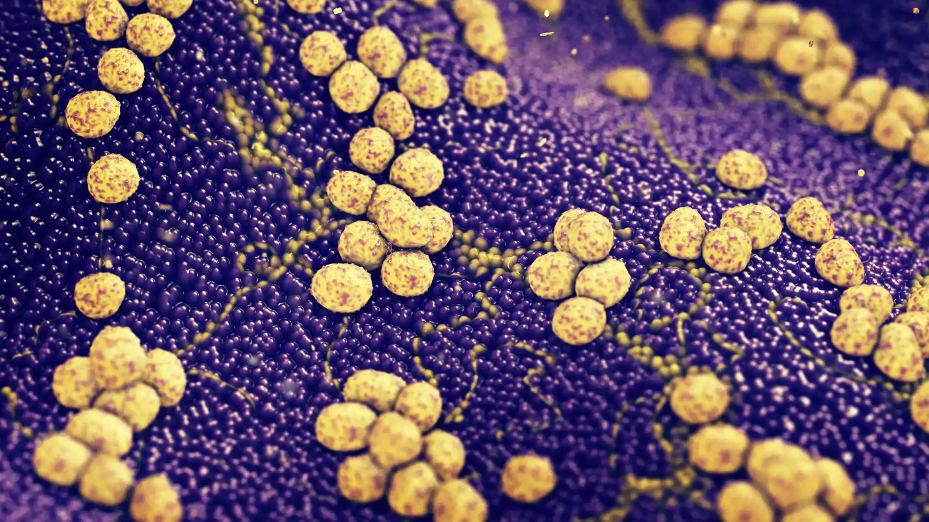 Colonia de bacterias Staphylococcus aureus causantes de infecciones cutáneas