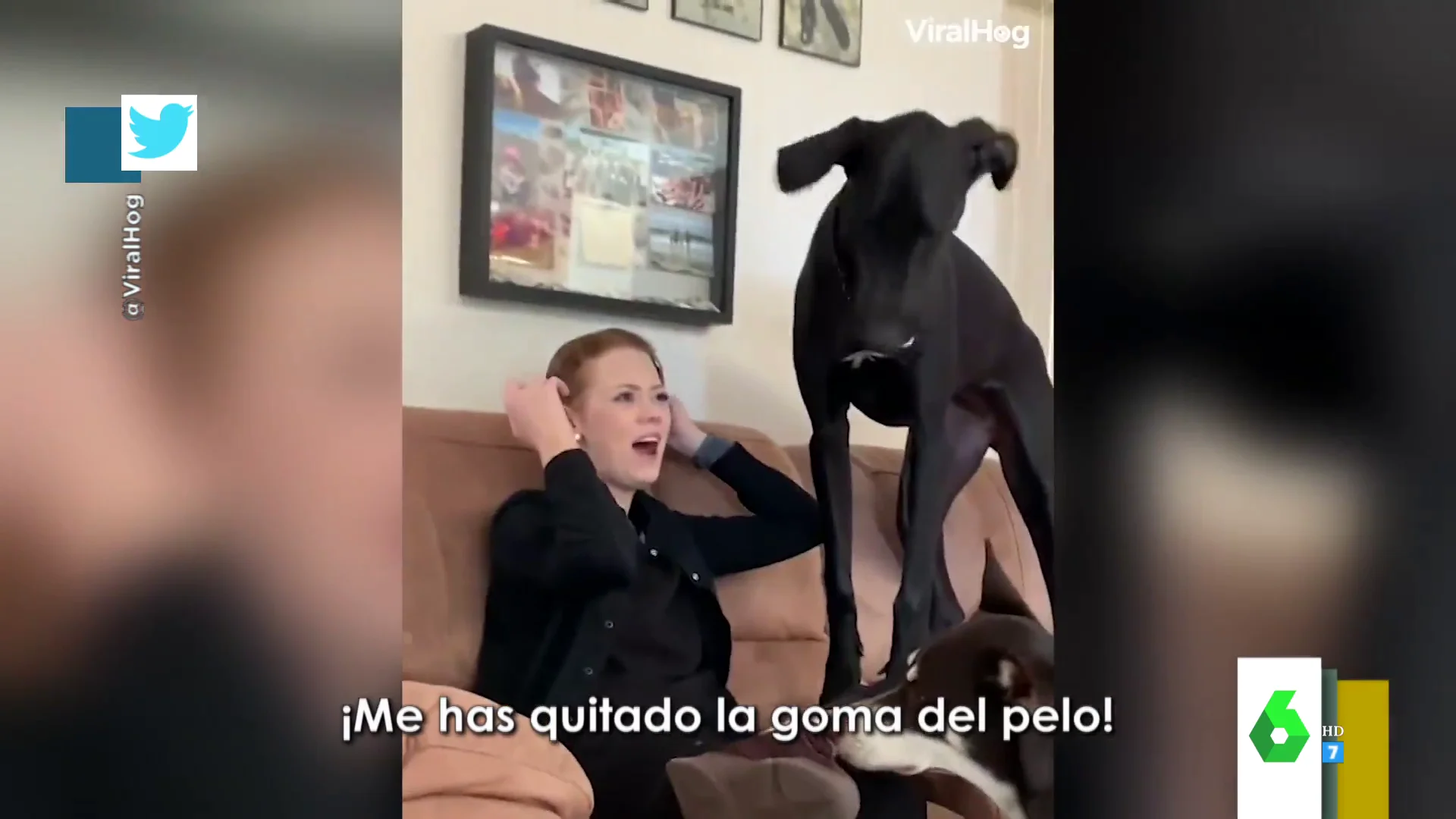 El momento en el que una perra arranca el coletero de su dueña a bocados 