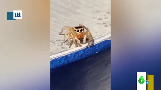 El vídeo más tierno de una araña con parecido a un conocido artista El vídeo más tierno de una araña con parecido a un conocido artista
