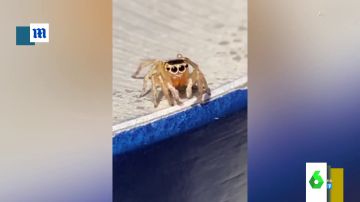 El vídeo más tierno de una araña con parecido a un conocido artista