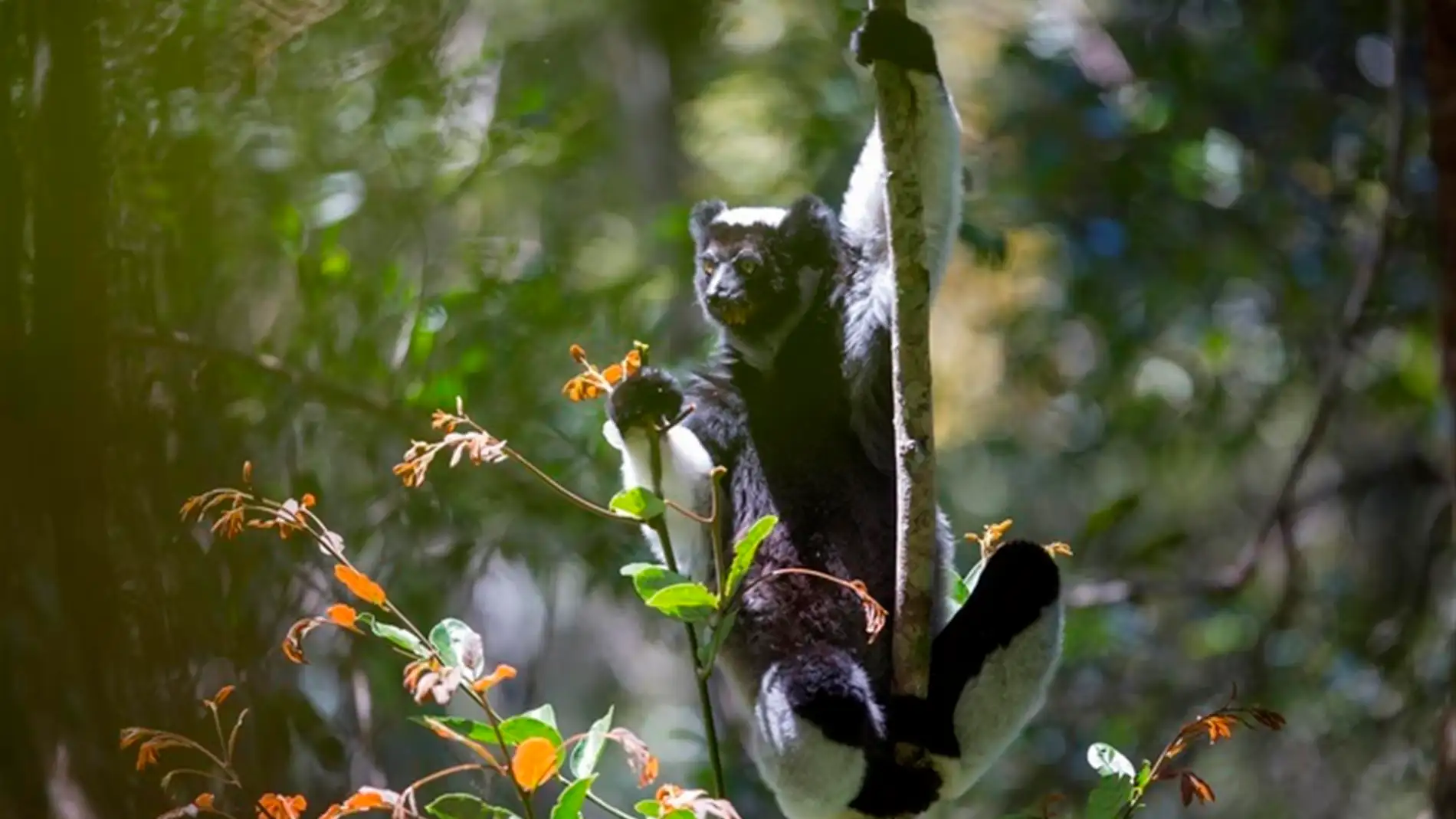 Foto de un lémur en la selva tropical de Madagascar