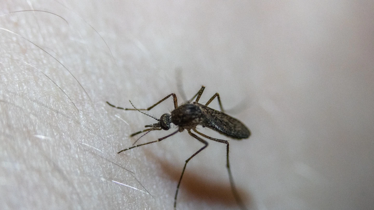 Cómo eliminar mosquitos y dejar de sufrir con sus picaduras Cómo eliminar mosquitos y dejar de sufrir con sus picaduras
