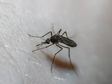 Cómo eliminar mosquitos y dejar de sufrir con sus picaduras