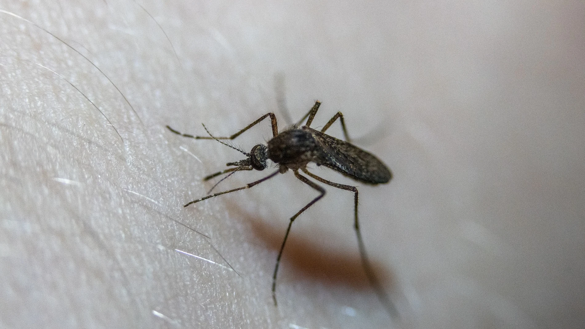 Комары к чему снятся в большом количестве. Цвет притягивающий комаров. Комар фото. Белые комары в квартире.