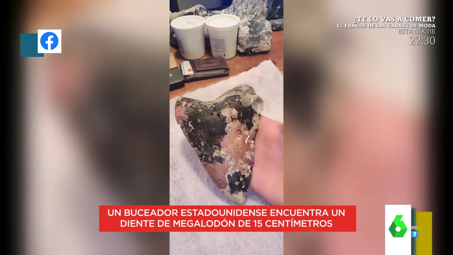 Un buceador encuentra un diente de megalodón de 15 centímetros Un buceador encuentra un diente de megalodón de 15 centímetros
