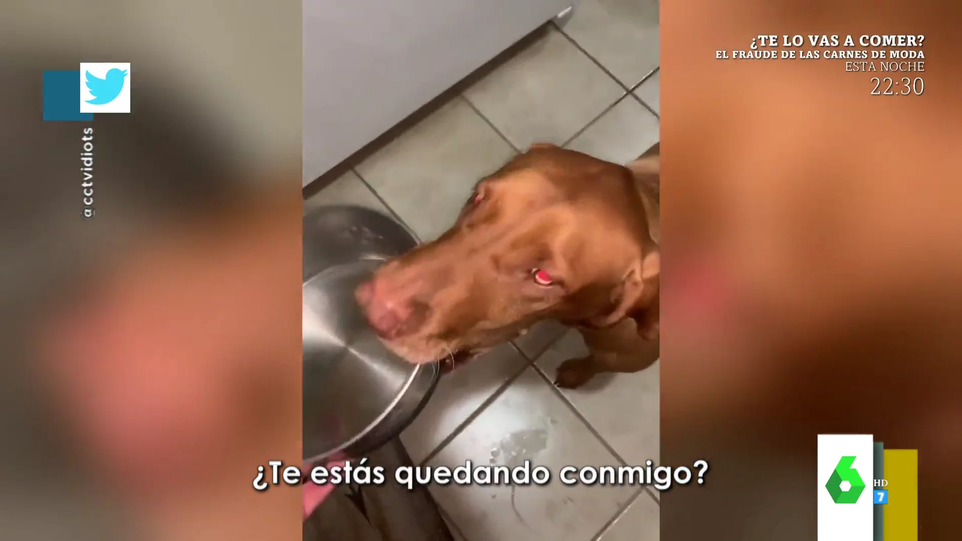 El tierno momento en el que un perro pide plato en boca pavo asado a su dueño 