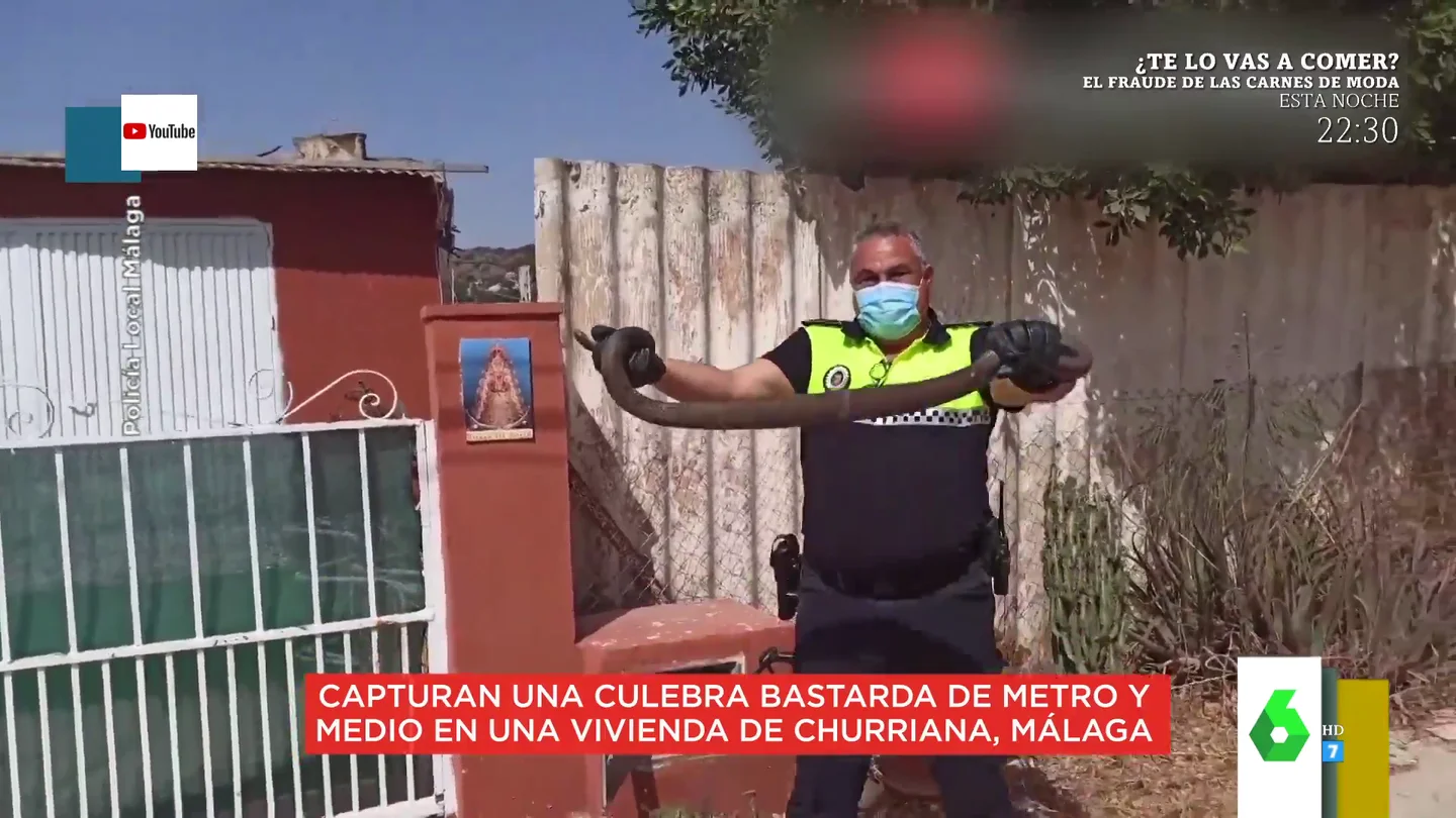 El sorprendente vídeo en el que sacan una culebra de 1,5 metros de largo del contador del agua de una casa de Churriana, Málaga El sorprendente vídeo en el que sacan una culebra de 1,5 metros de largo del contador del agua de una casa de Churriana, Málaga