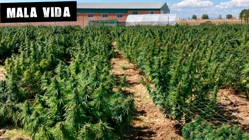 Imagen de archivo de una plantación de marihuana incautada Imagen de archivo de una plantación de marihuana incautada