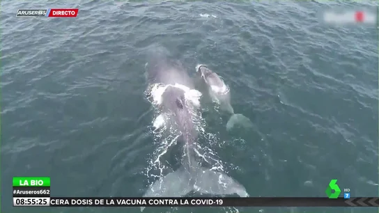 Ballenas Ballenas