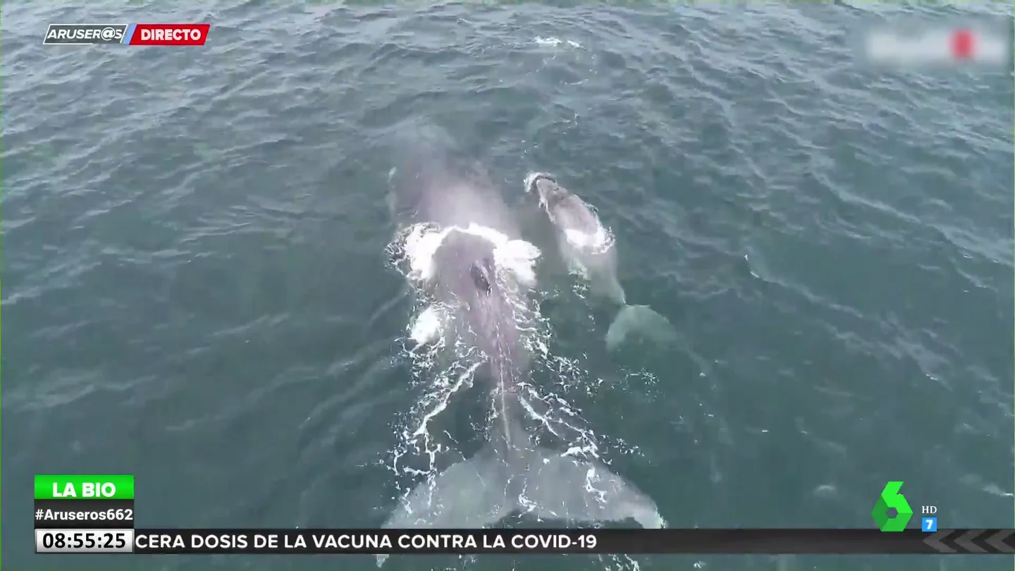Ballenas Ballenas