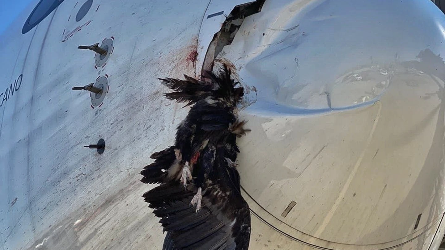 Un buitre impacta contra un avión en Barajas Un buitre impacta contra un avión en Barajas