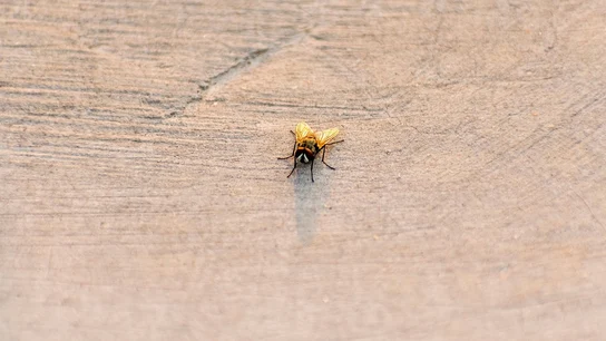 Cómo eliminar las moscas y lograr que te dejen en paz Cómo eliminar las moscas y lograr que te dejen en paz