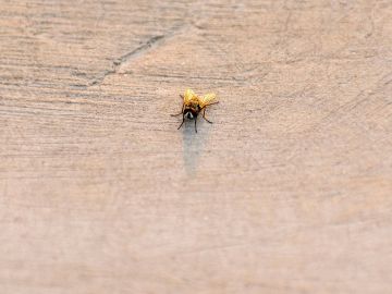 Cómo eliminar las moscas y lograr que te dejen en paz