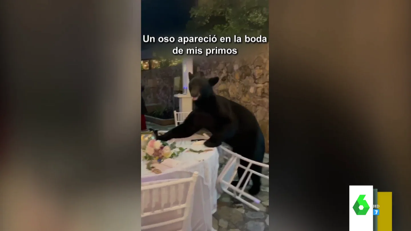 Un oso se 'cuela' en una boda y se come el banquete ante la atónita mirada de los invitados Un oso se 'cuela' en una boda y se come el banquete ante la atónita mirada de los invitados