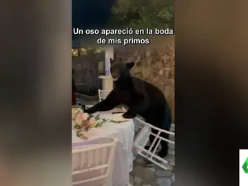 Un oso se &#39;cuela&#39; en una boda y se come el banquete ante la atónita mirada de los invitados