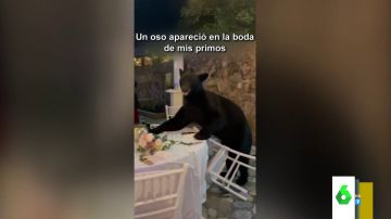 Un oso se 'cuela' en una boda y se come el banquete ante la atónita mirada de los invitados