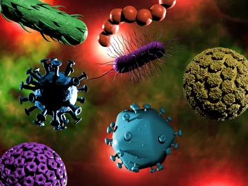 Virus: estos son los necesarios para la vida human Virus: estos son los necesarios para la vida human
