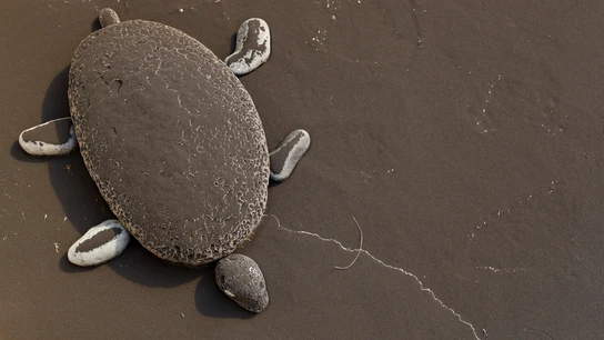 Una tortuga, cubierta por la ceniza del volcán de La Palma Una tortuga, cubierta por la ceniza del volcán de La Palma