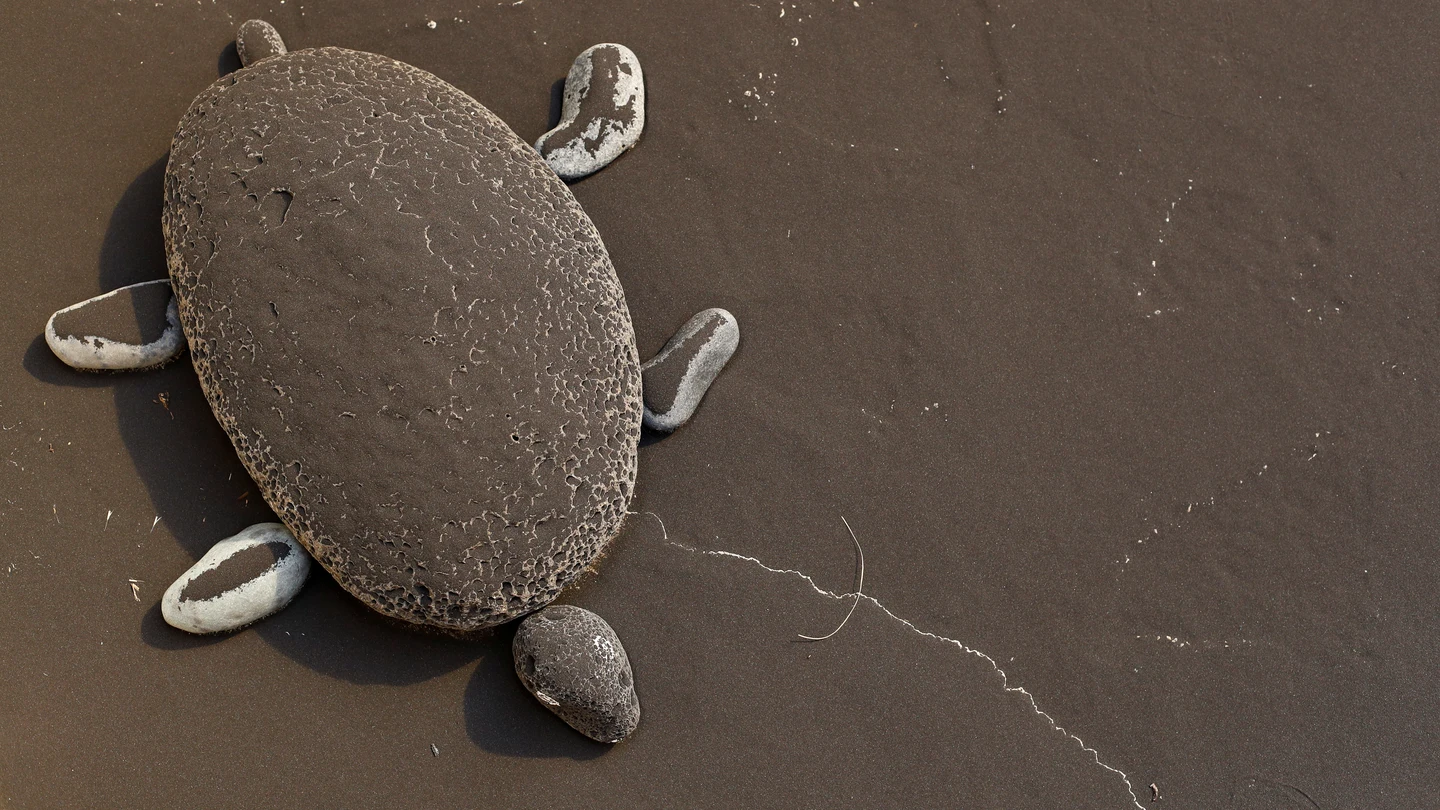 Una tortuga, cubierta por la ceniza del volcán de La Palma Una tortuga, cubierta por la ceniza del volcán de La Palma