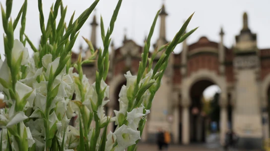 Flores en un cementerio por el Día de Todos los Santos Flores en un cementerio por el Día de Todos los Santos