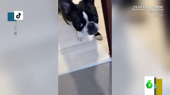 perro perro