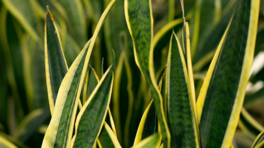 12 plantas que no necesitan luz 12 plantas que no necesitan luz