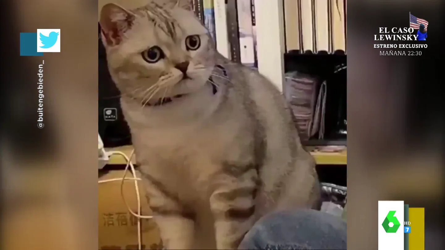 La desoladora cara de tristeza de un gato mientras ve cómo su dueña acaricia a otro felino La desoladora cara de tristeza de un gato mientras ve cómo su dueña acaricia a otro felino