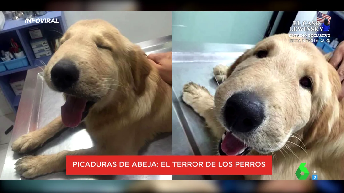 Las impactantes imágenes de lo que puede ocurrir cuando una abeja pica a tu perro: estos son los pasos a seguir Las impactantes imágenes de lo que puede ocurrir cuando una abeja pica a tu perro: estos son los pasos a seguir