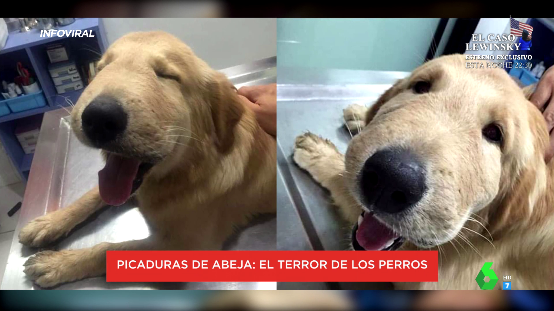 las abejas son malas para los perros