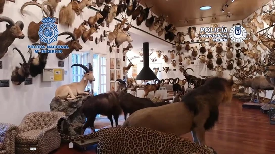 Osos, linces y leones: la Policía interviene 49 animales protegidos disecados y 132 piezas de marfil en Madrid Osos, linces y leones: la Policía interviene 49 animales protegidos disecados y 132 piezas de marfil en Madrid